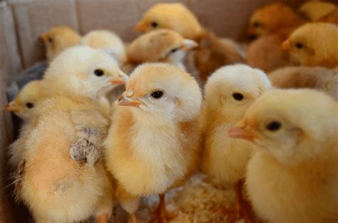 Baby Chicks The Definitive Care Guide The Happy Chicken Coop