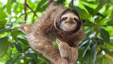 Facts About Sloths 25 Fun Sloth Facts That Will Wow You