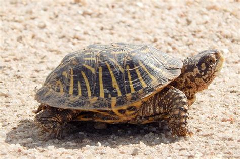 Ornate Box Turtle Habitat And Management Information Landpks