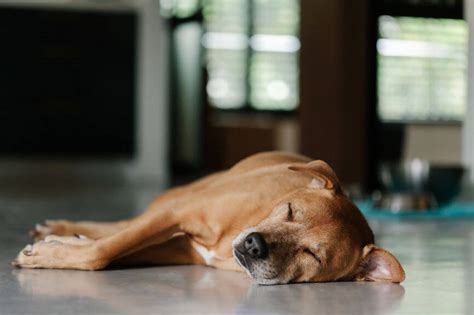 Is Your Dog Twitching In His Sleep These Are A Few Potential Reasons