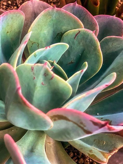 Closeup Green And Pink Succulent Plant Photograph By Tim La Fine Art