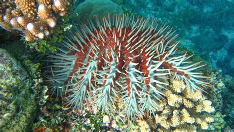 Crown Of Thorns Starfish Vision Revealed For The First Time Aims