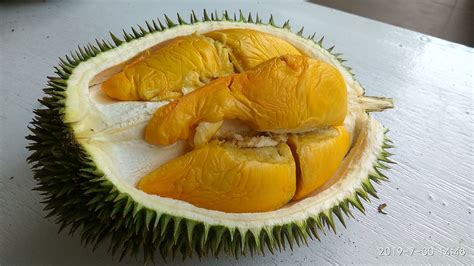 (b) seperti mentimun dengan durian. Durian ioi diantara varieti Durian wajib tanam di dusun ...