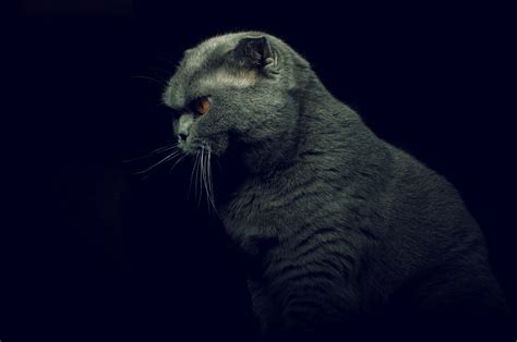 2560x1700 British Shorthair Cat Chromebook Pixel Wallpaper Hd Animals