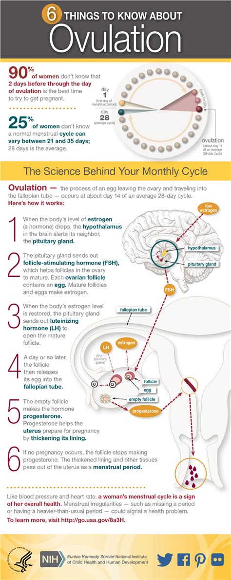 Womens Health Infographic Ovulation Nichd Eunice Kennedy Shriver National Institute Of