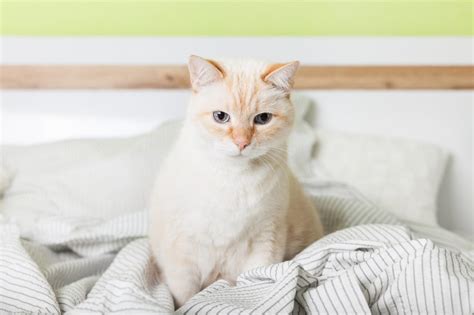 Flame Point Siamese Cats What To Know Before Getting One