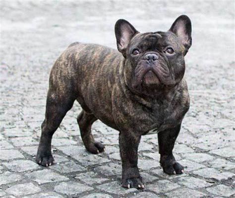 Like the french bulldog, the blue french bulldog is a stocky but small dog. Interesting Facts About The Brindle French Bulldog