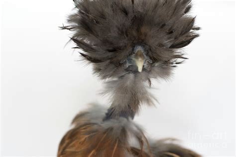 Naked Neck Silkie Chicken Series Photograph By Jeannette Hunt Fine Art America