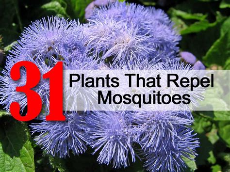 The 105 Best Outdoor Plants For Repelling Flies Antique Njir