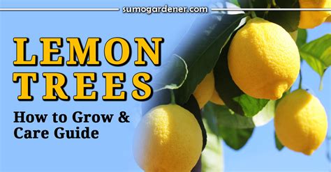 Lemon Trees How To Grow And Care Guide Sumo Gardener