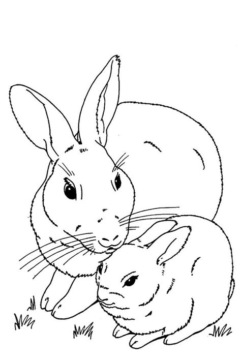 Realistic Rabbit Coloring Pages Boringpop