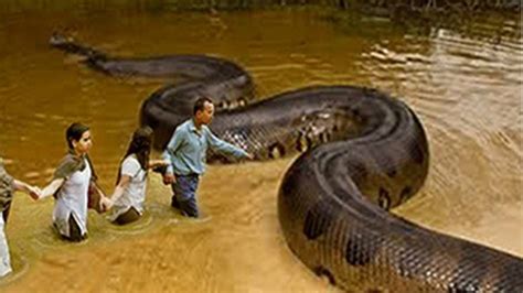 What Is The Largest Anaconda Snake Ever Recorded Vsaaqua