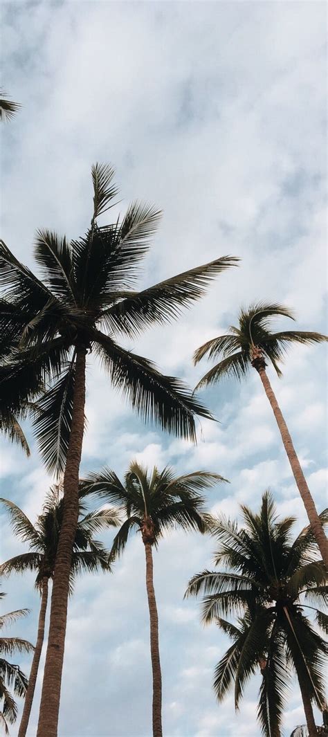 Palm Trees Aesthetic Wallpapers Wallpaper Cave 329