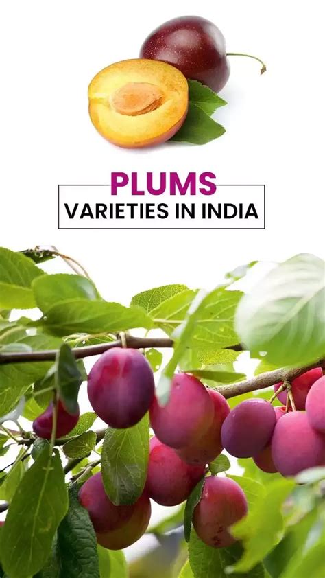 Top 5 Plum Varieties In India Plum Fruit