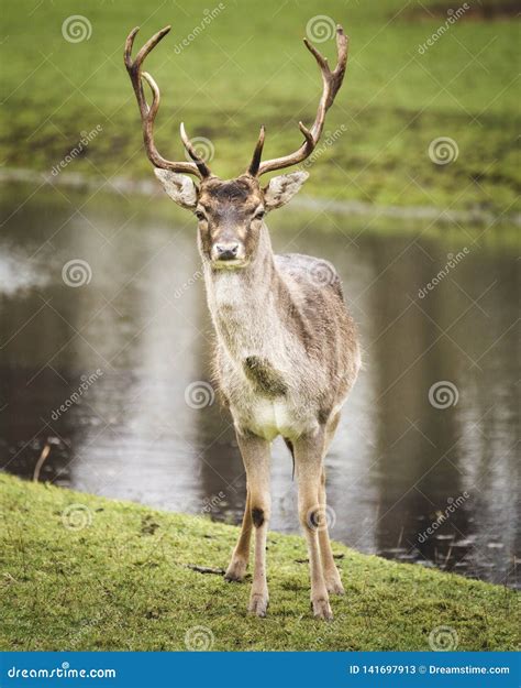 Beautiful Stag Deer Looking Straight At The Camera Stock Image Image