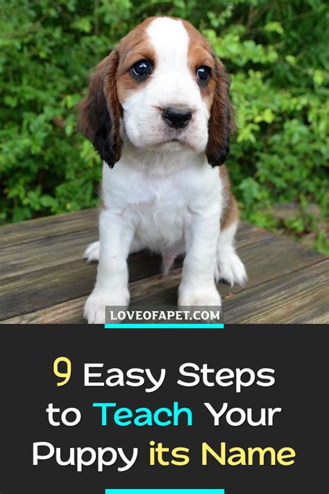 How To Teach A Puppy Its Name In 9 Easy Steps Love Of A Pet Puppies