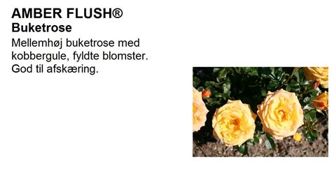 Amber Flush Kobbergul Buketroser Priser Fra 3329 Kr Planteskolerdk