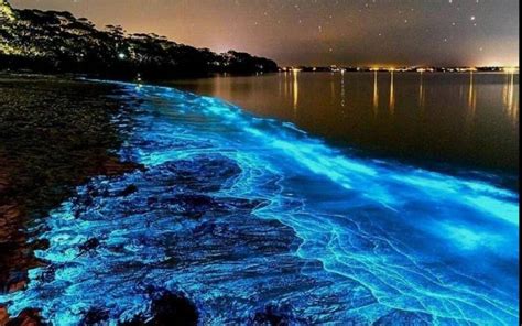 Las playas de Mazatlán van a brillar con la bioluminiscencia El Sol