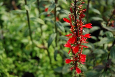 Lobelia Cardinalis Red Cardinal Flower Gal Pot Shallow Water Plants