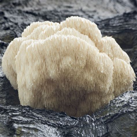 Legend has it that those who consumed lion's mane mushroom would have the memory of a lion and nerves of steel and it has been used in china and japan as a. Health Benefits of Lion's Mane Mushroom | Worldhealth.net ...