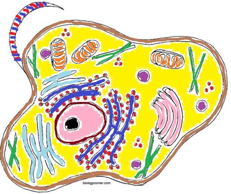 What color is animal cell membrane. Animal Cell Coloring