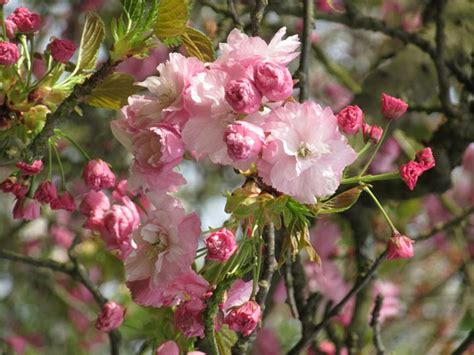 Prunus Serrulata Pink Perfection Flowering Cherry Heritage Fruit Trees