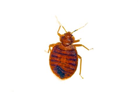 Bugs That Have Been Mistaken As Bed Bugs