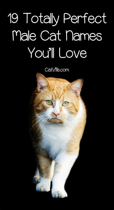 50 perfect calico cat names for your beautiful kitty. 19 Totally Perfect Male Cat Names You'll Love | Disney cat ...