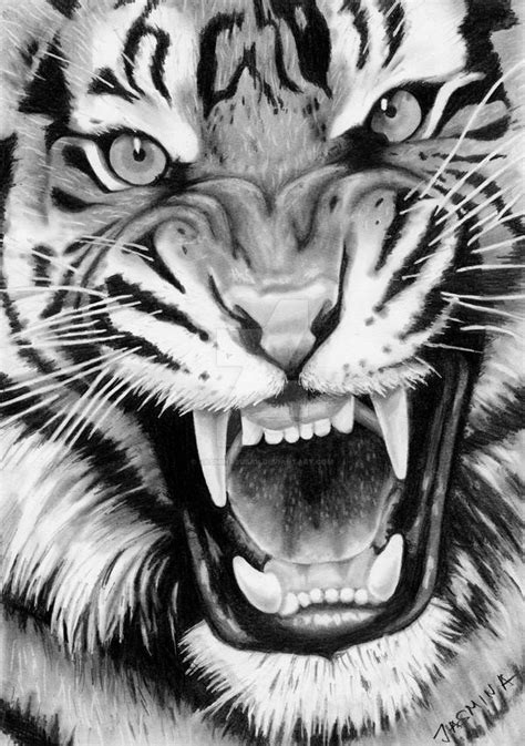 Roaring Tiger Graphite Drawing By Jasminasusak On Deviantart