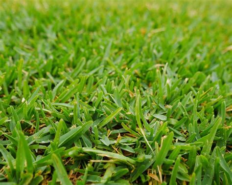 What Is Buffalo Grass Lawn Advice Yates Australia
