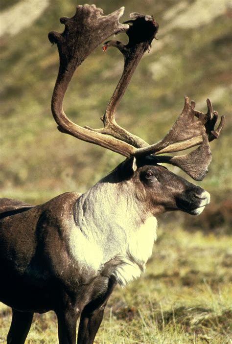 Filecaribou Elk Animal Wikimedia Commons