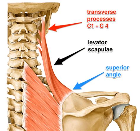 The Levator Scapulae Muscle