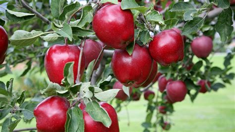 Apple trees (malus domestica) flourish in us department of agriculture zones 5 to 8, and hardy there are no leaves on the tree, but instead only buds that will become next year's leaves and flowers. Top 5 Apple Trees Sold Through the Arbor Day Tree Nursery • Arbor Day Blog