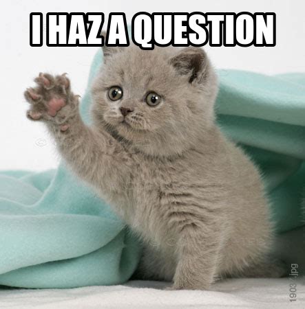 Serious Questions Your Cat Wants To Ask You Almost Every Day
