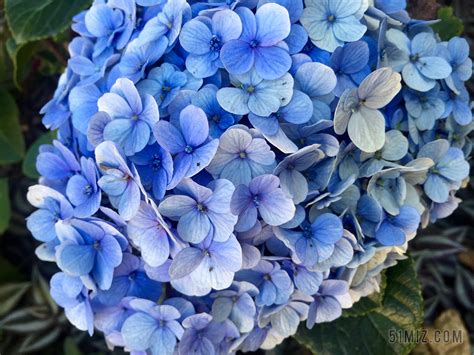 绣球 蓝色 花瓣 鲜花 盛开 植物 自然 花园 开花 夏天图片免费下载 觅知网