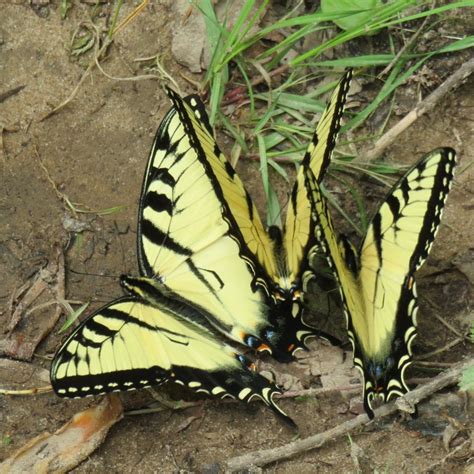 Puddling Tiger Swallowtails By Ken Kelley Berkshire Humane Society