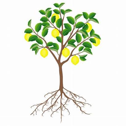 Tree Roots Lemon Wurzeln Citronnier Fruits Weissen