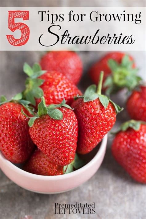 See the many ways of growing strawberries in containers, strawberry planters and grow in this post i wanted to share with you ways to grow strawberries in containers or planters, pots or even. 5 Tips for Growing Strawberries