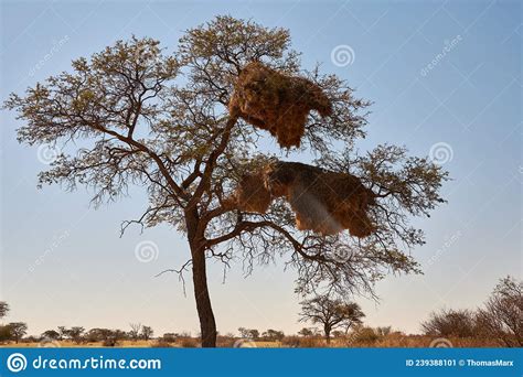 Camelthorn Tree With Sociable Weaver Bird S Nests Stock Image Image