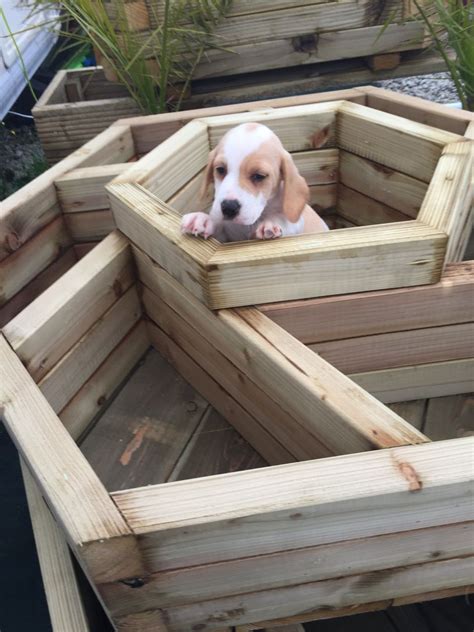 No matter what size they are they have the beagle personality that we all know and love so much. Beautiful lemon beagle puppy girl | St Austell, Cornwall ...