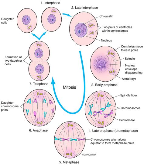 Interphase And Mitosis Carlson Stock Art