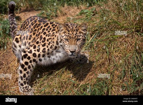 Amur Leopard Cat Hi Res Stock Photography And Images Alamy