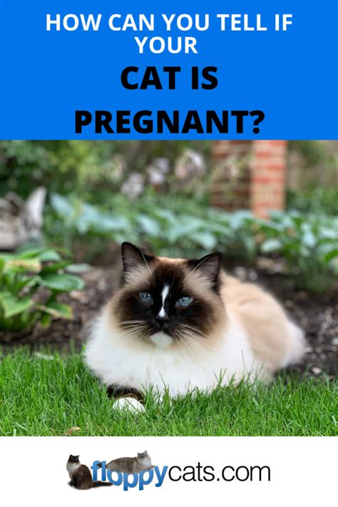 How Can You Tell If Your Cat Is Pregnant Signs Cat Is Entering Labor