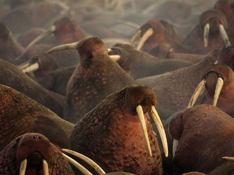 Group Of Walruses National Geographic Animals Walrus Animals Wild