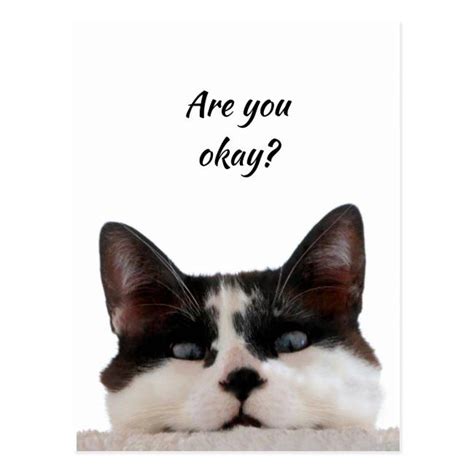 Thinking Of You Funny Cat Let Me Know Youre Okay Postcard
