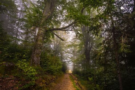 Mystical Deep Fog In A Forest Stock Photo Image Of Line Fantasy