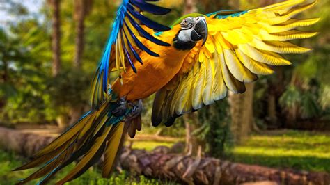 Macaw Parrot 4k Wallpapers Hd Wallpapers