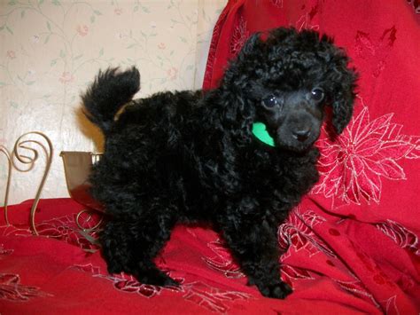 Puppies For Sale Toy Poodle Toy Poodles Tiny Toy Poodles Teacup