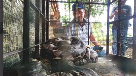 Tafsir mimpi ular banyak erti dan alamatnya sepertimana warna ular dalam mimpi, ular yang muncul dengan saiz yang besar atau kecil, bilangannya dan insiden yang berlaku dalam mimpi seperti dikejar ular, ular yang membelit atau yang mematuk. Ular Sanca Telan Dua Ekor Ayam Milik Pedagang Pasar Legi ...