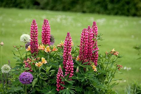 How To Grow Lupine Flowers Lupinus Gardening Channel